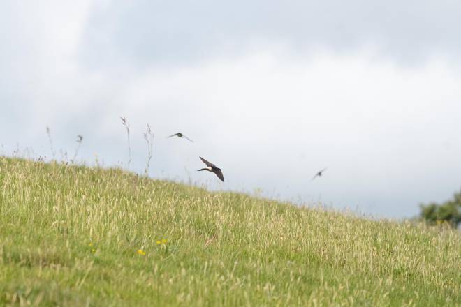 House Martins at Cold Springs by James Silson